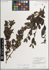 Foto von Salix myrsinifolia Salisb.